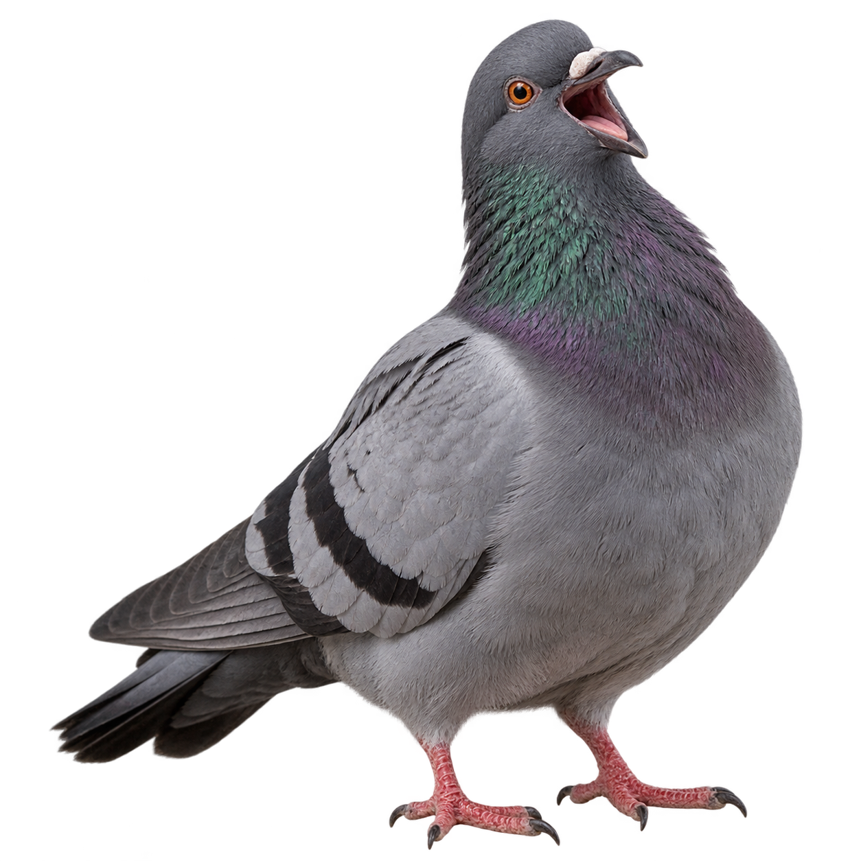 A cheeky pigeon caught mid-laugh