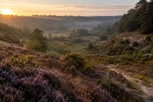A footpath curves through heather and gorse across a broad sandy heathland bowl at sunrise.