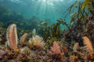 Sea pens and kelp grow across a healthy temperate seabed as small silver fish swim through clear water.