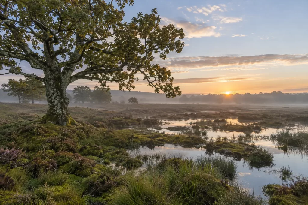 A mature oak stands beside quiet peat pools and native grasses in a restored British wetland at sunrise.